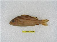 藏品(花身鯻)的圖片